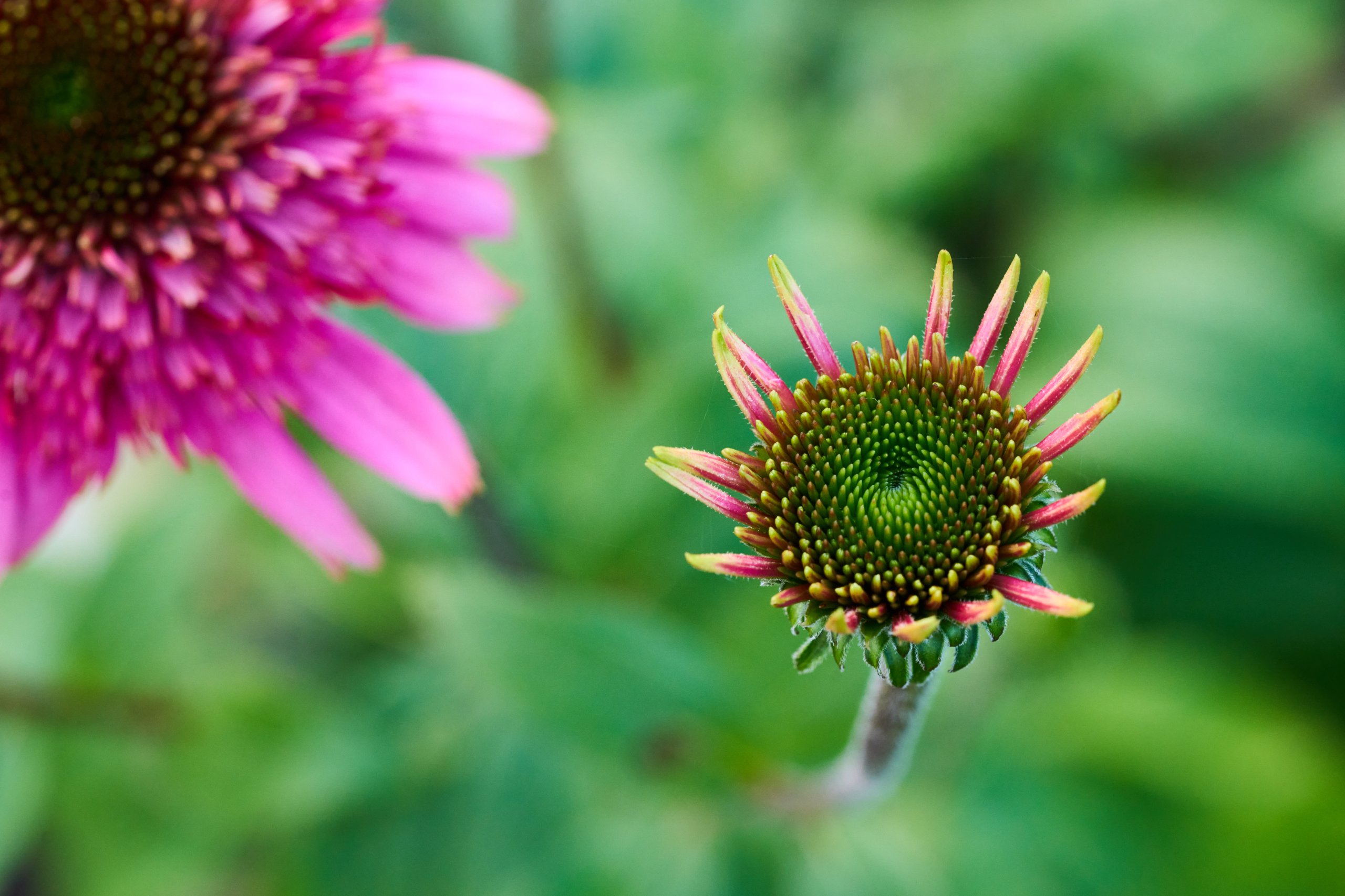 2025 11 02 Gruga 0054